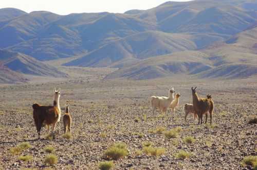 TREKKING NEL DESERTO DI ATACAMA 2015